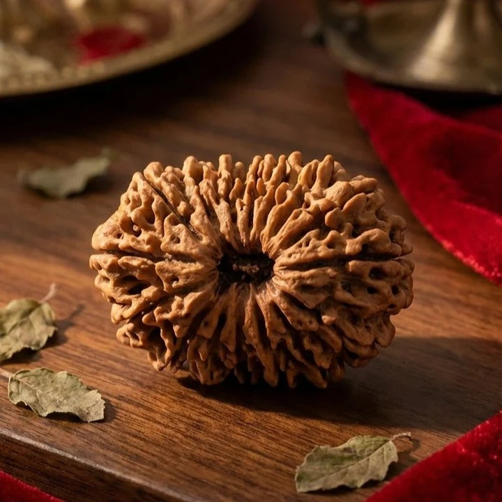 16 Mukhi Rudraksha