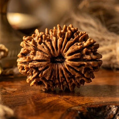 17 Mukhi Rudraksha