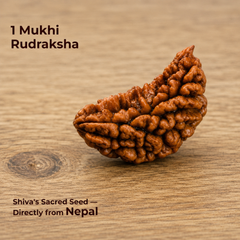 1 Mukhi Rudraksha