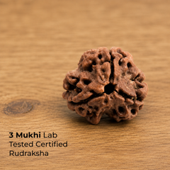 3 Mukhi Rudraksha