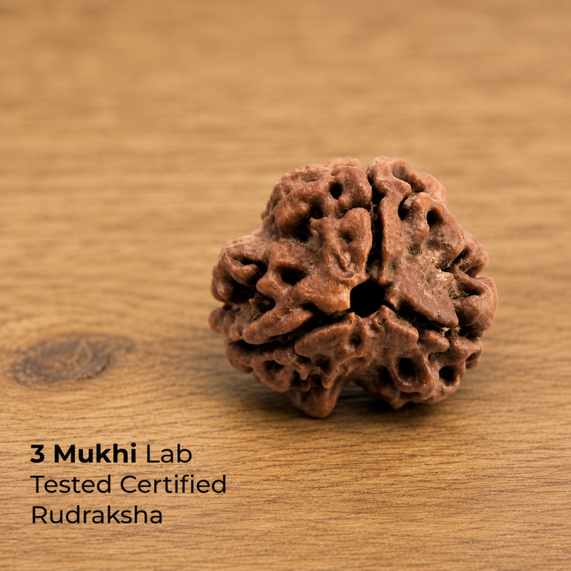 3 Mukhi Rudraksha