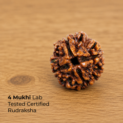 Rudraksha Single Bead (1-14 Mukhi Collection)