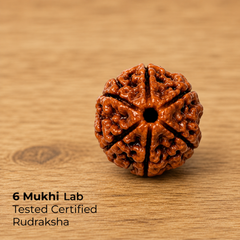Rudraksha Single Bead (1-14 Mukhi Collection)