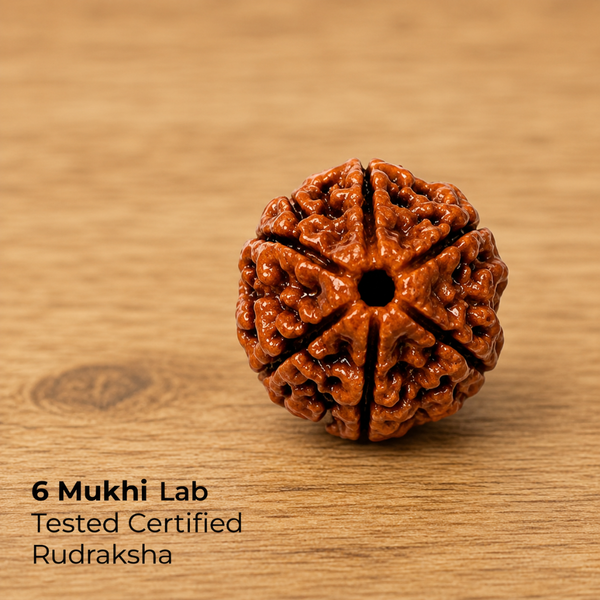 6 Mukhi Rudraksha