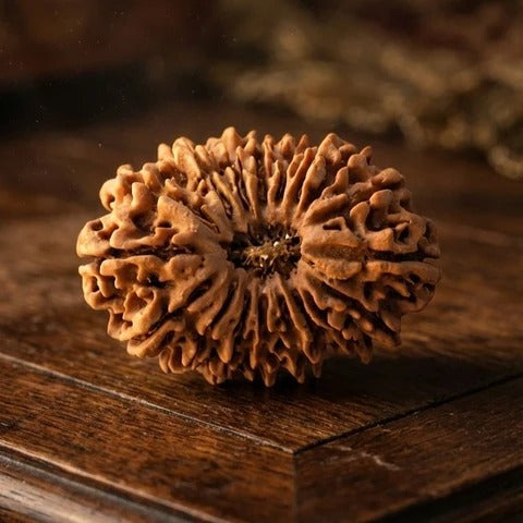 18 Mukhi Rudraksha