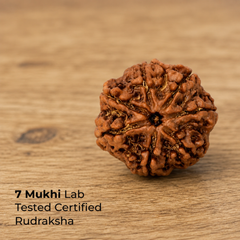 7 Mukhi Rudraksha