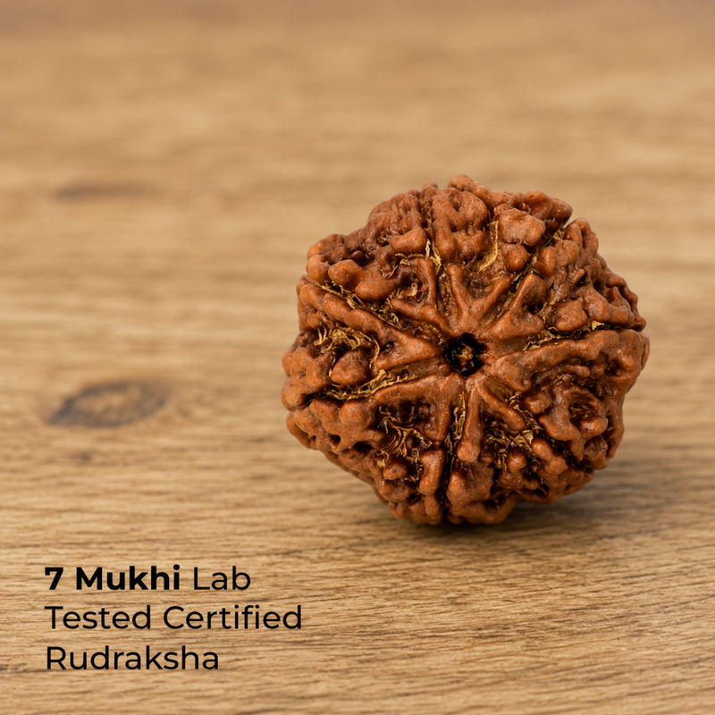 7 Mukhi Rudraksha