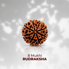 Rudraksha Single Bead (1-14 Mukhi Collection)