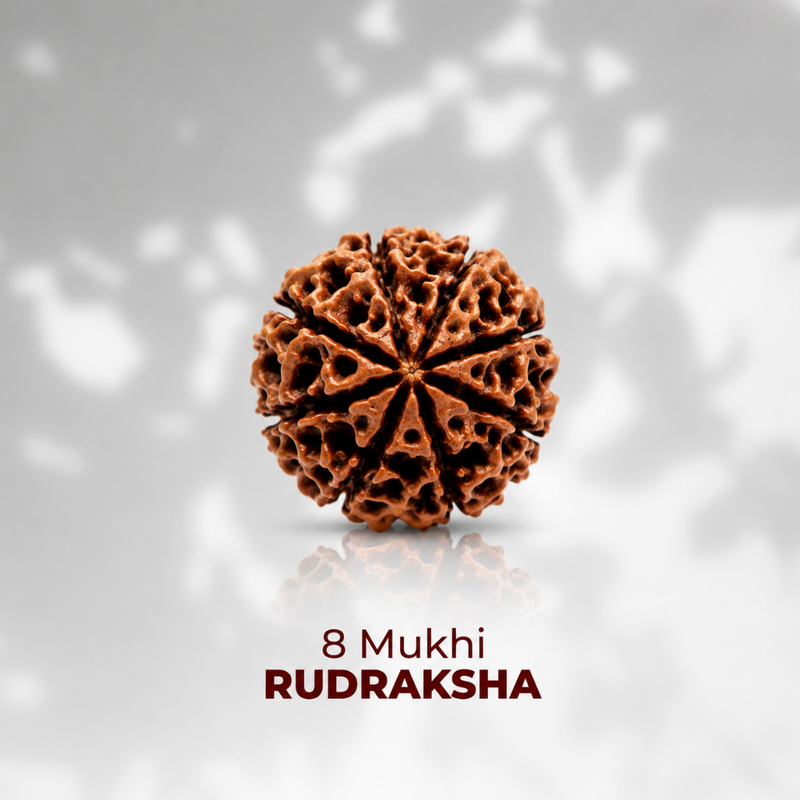 Rudraksha Single Bead (1-14 Mukhi Collection)