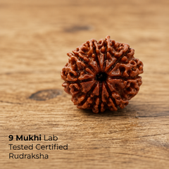 Rudraksha Single Bead (1-14 Mukhi Collection)