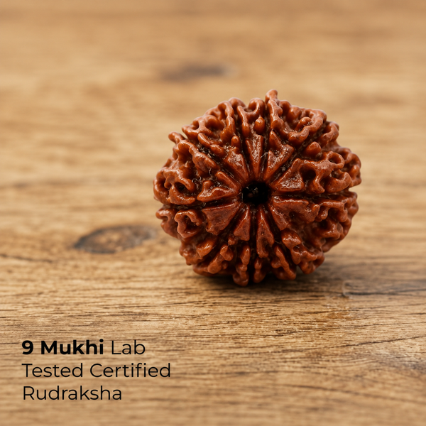 9 Mukhi Rudraksha
