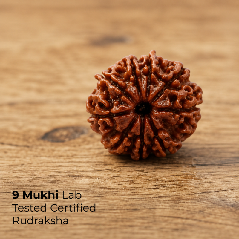 Rudraksha Single Bead (1-14 Mukhi Collection)
