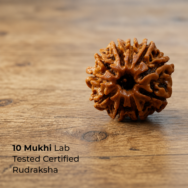 10 Mukhi Rudraksha