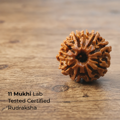 Rudraksha Single Bead (1-14 Mukhi Collection)