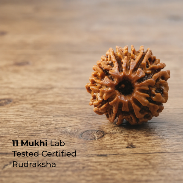 11 Mukhi Rudraksha