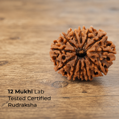 Rudraksha Single Bead (1-14 Mukhi Collection)