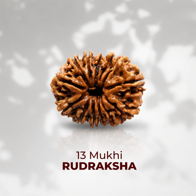 13 Mukhi Rudraksha