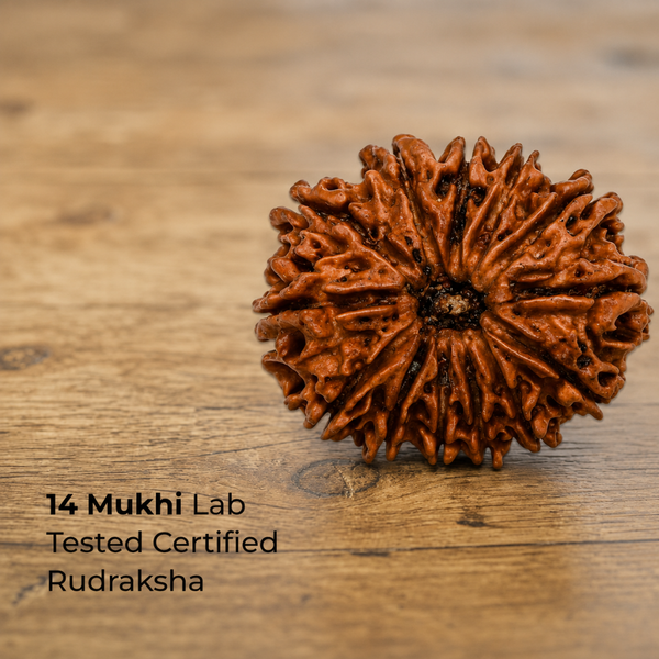 14 Mukhi Rudraksha