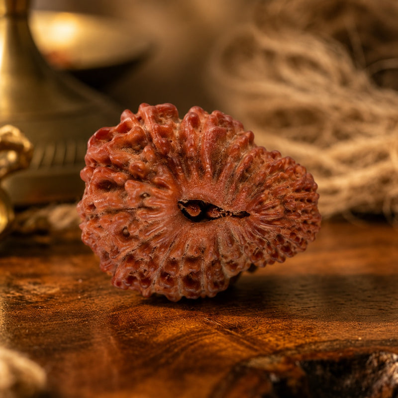22 Mukhi Rudraksha