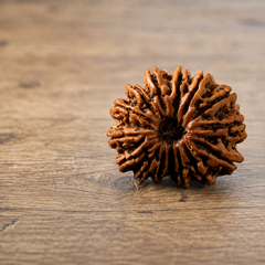 15 mukhi Rudraksha